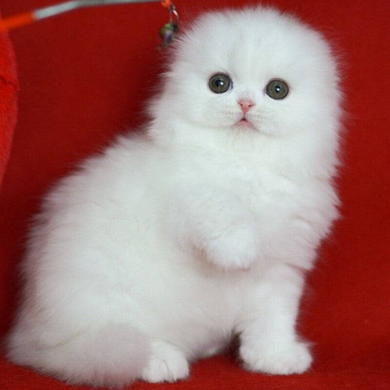Sweety Scottish Fold female, white