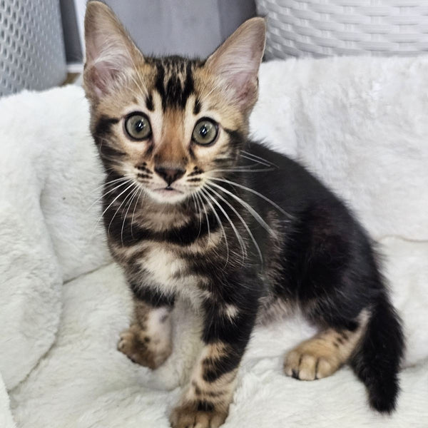 Toblerone Bengal male, black tabby