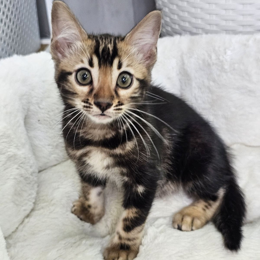 Toblerone Bengal male, black tabby