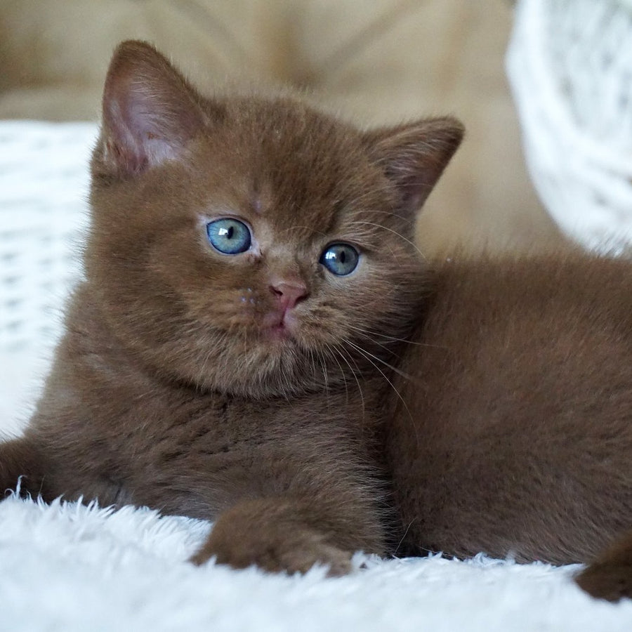 Miki British Shorthair male, cinnamon