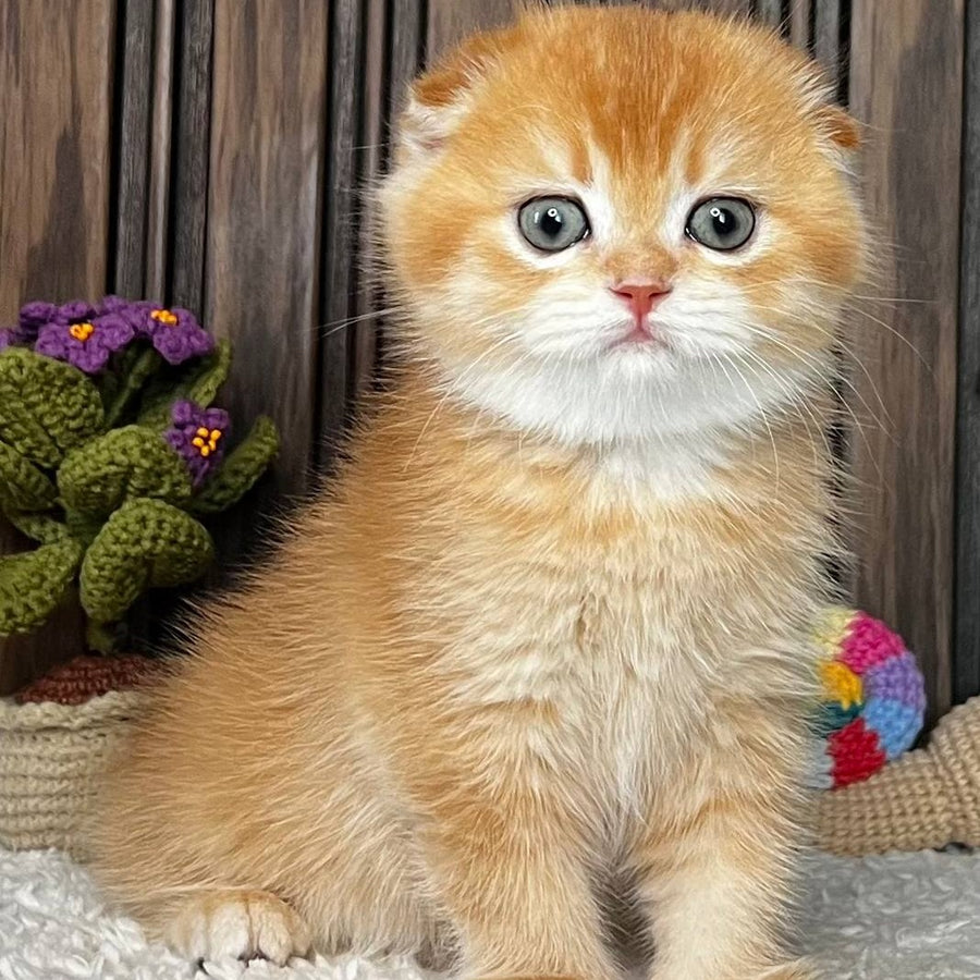 Nala Scottish Fold female, black golden chinchilla