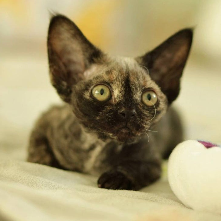 Polly Devon Rex female, black tortie