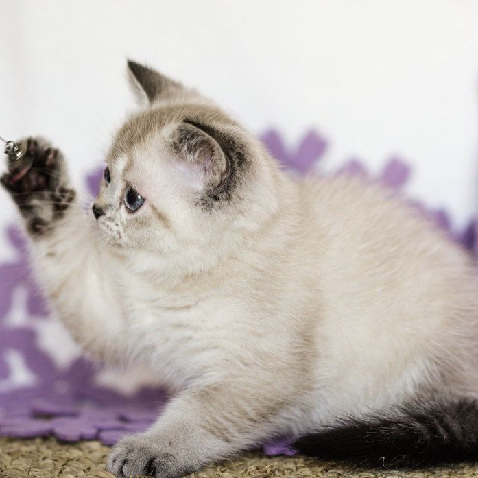 Uoker Scottish Straight male, black ticked tabby pointed