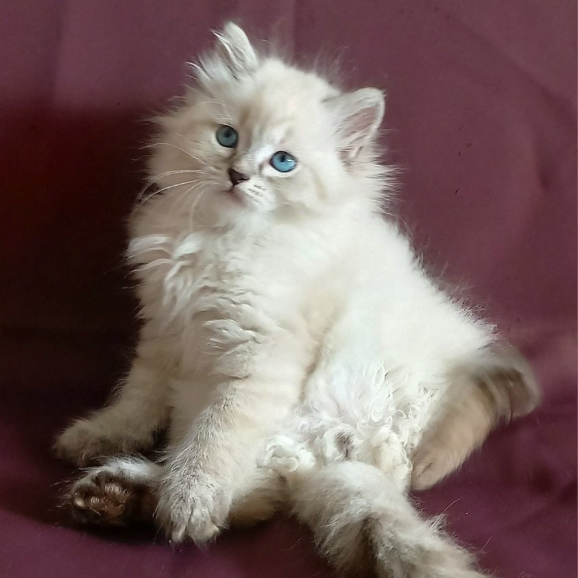 Maurice Siberian male, black tabby pointed