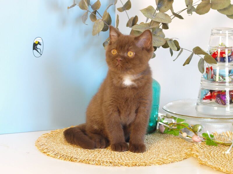Neo British Shorthair male chocolate - live animals
