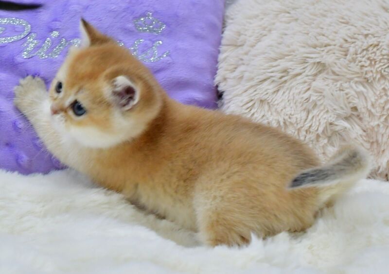 Elli British Shorthair female, black golden chinchilla