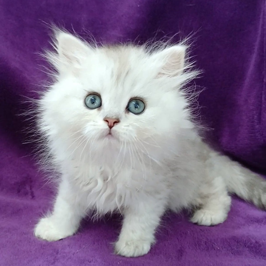 Maks Persian male, black silver shaded