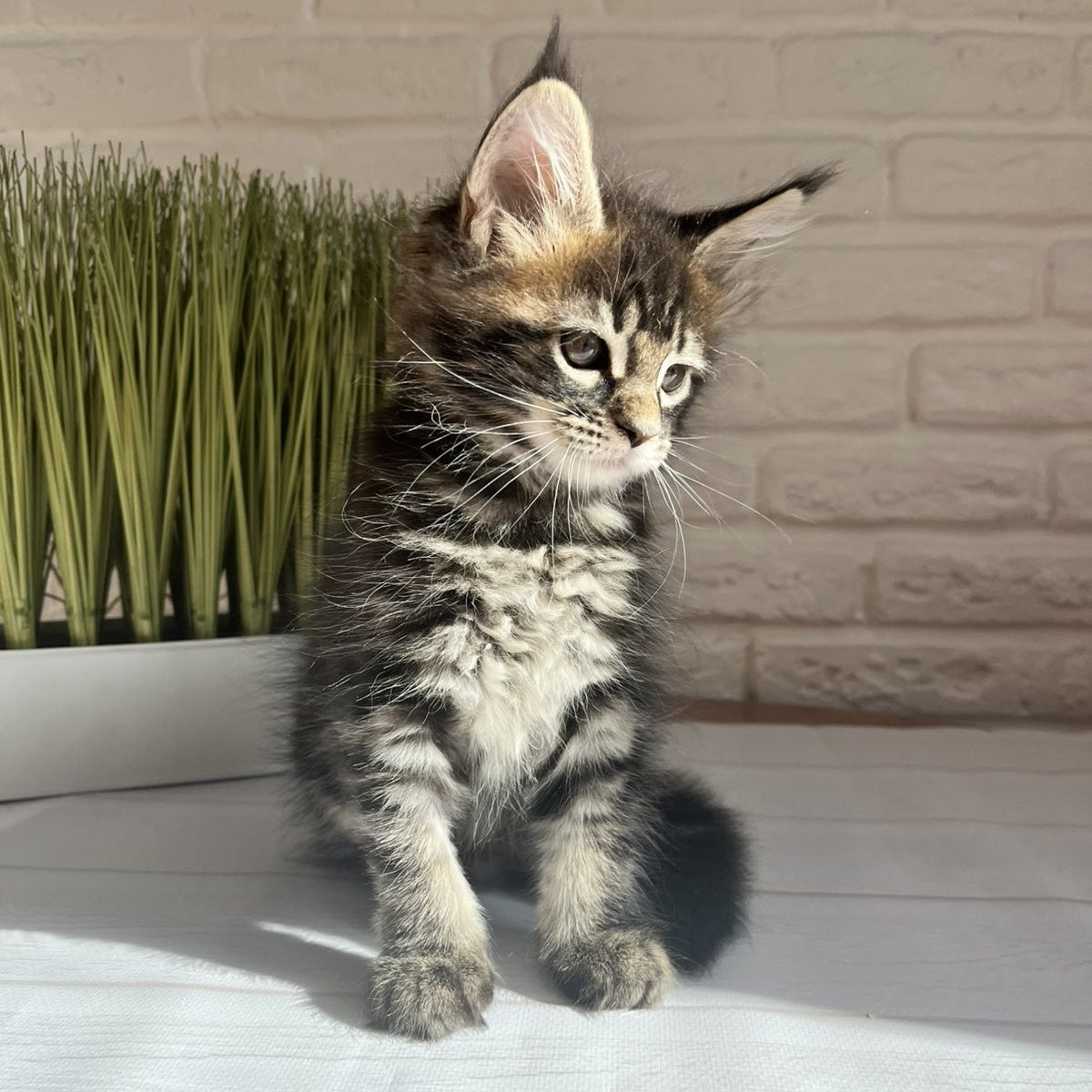 Jade Maine Coon female, black tabby
