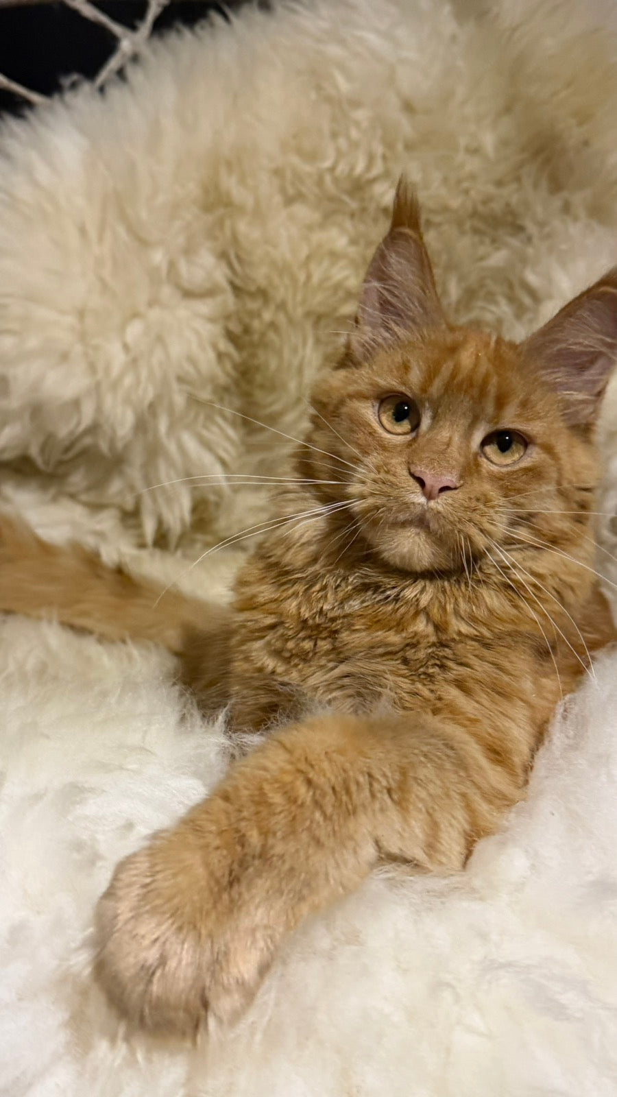 Foxy Maine Coon female, red