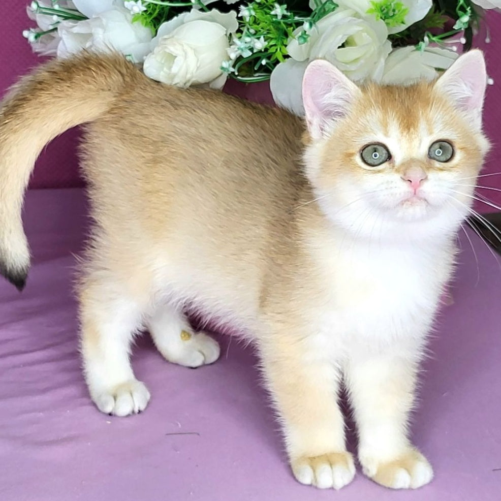 Annabel British Shorthair female, black golden chinchilla