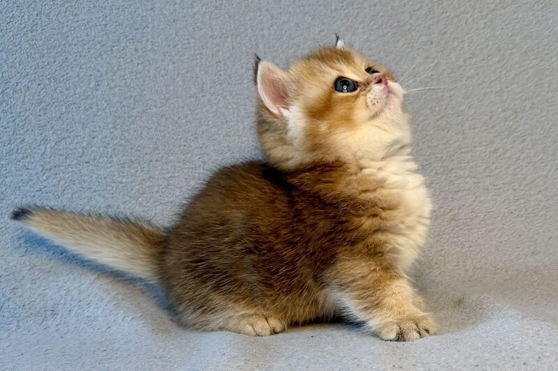 Lumiq Munchkin male black golden ticked tabby - live animals