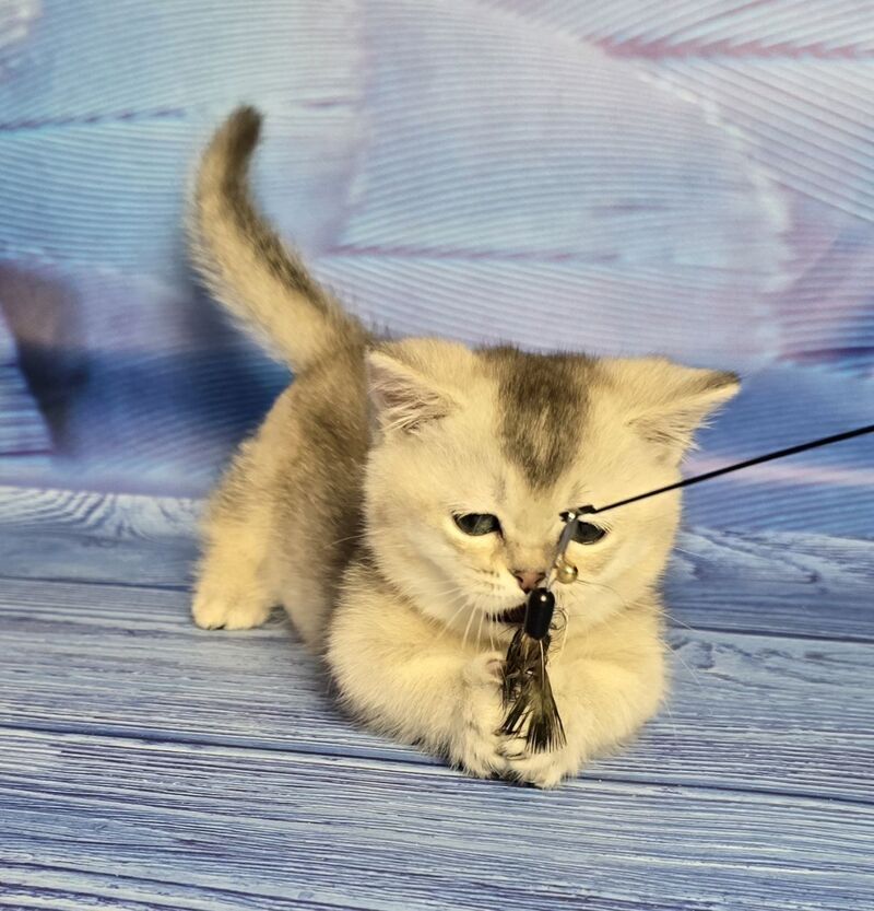 Rambo Munchkin male blue silver shaded - live animals