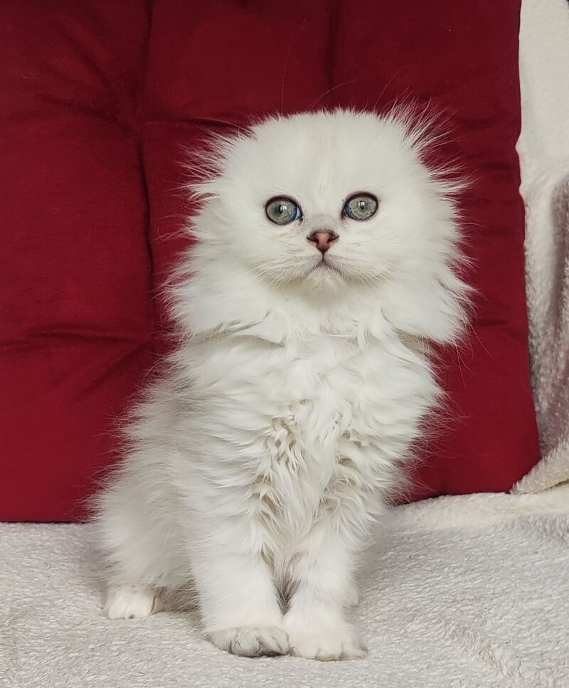 Smile Scottish Fold female black silver shaded - live animals