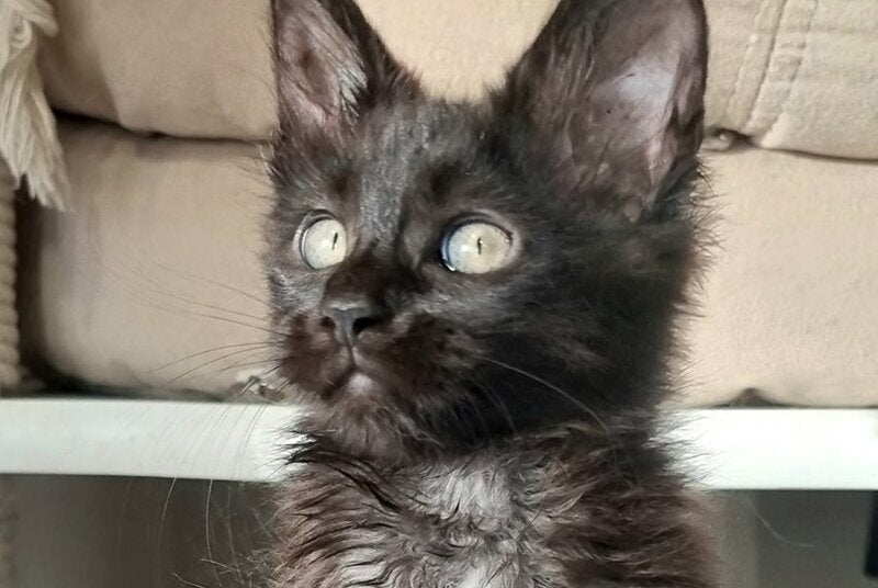 Debora Maine Coon female black with white - live animals