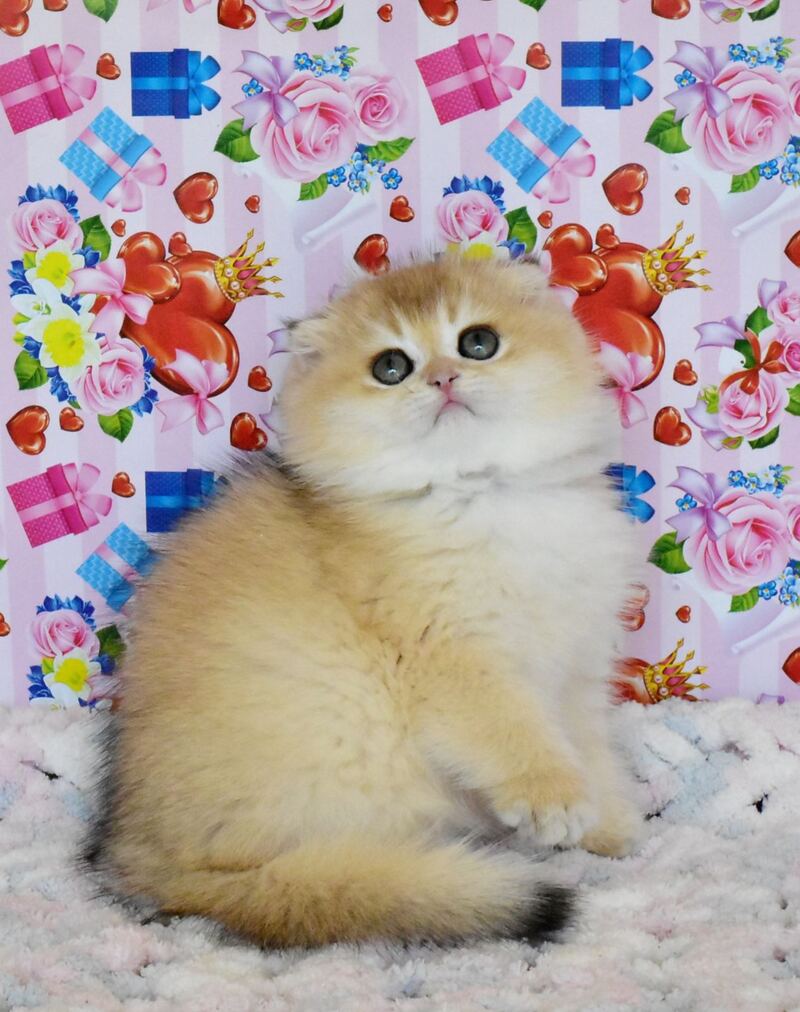 Ulyasha Scottish Fold female, black golden shaded