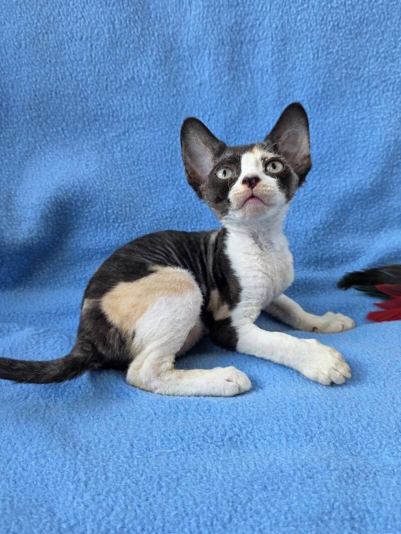 Dulcinea Devon Rex female black tortie bicolour - live animals