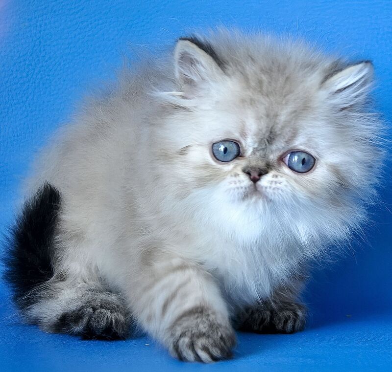 Leon Persian male blue lynx - live animals
