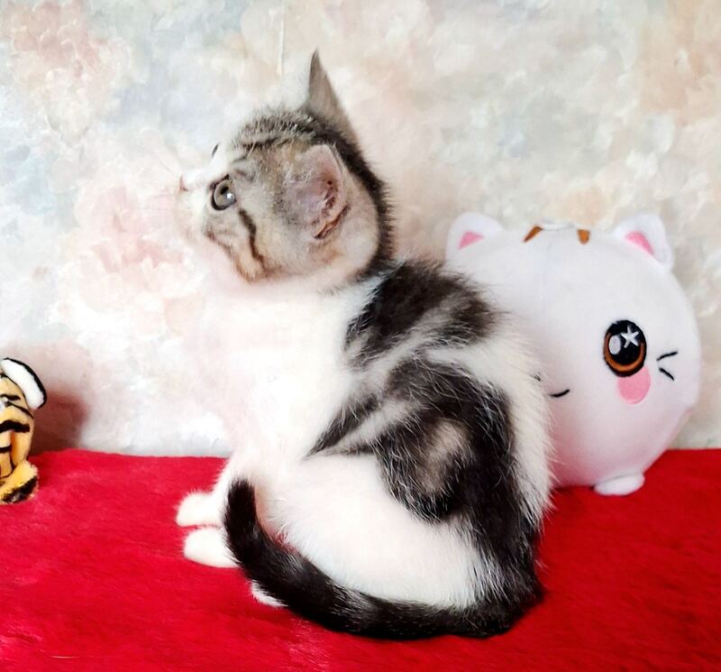 Rafaella Scottish Straight female, black tabby bicolour