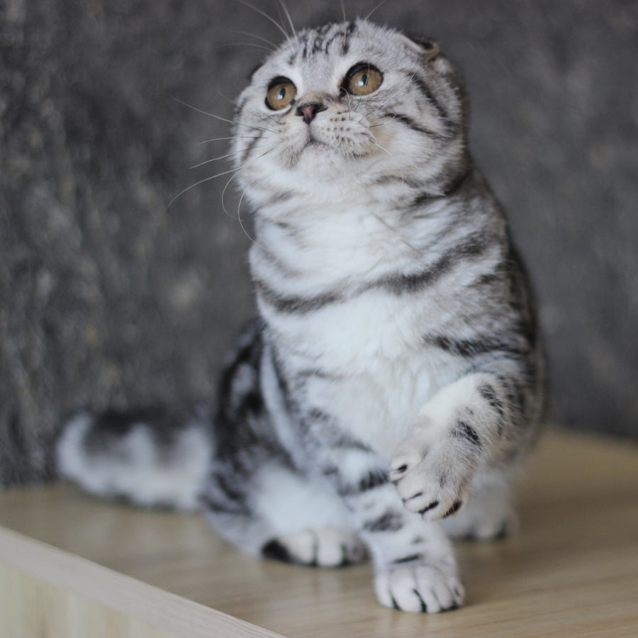 Jakline Scottish Fold female, black silver tabby