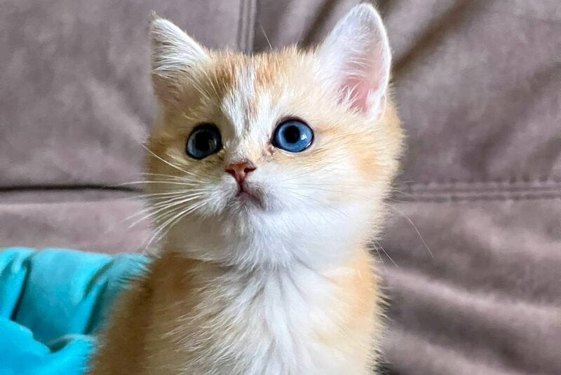 Deya British Shorthair female black golden shaded - live animals