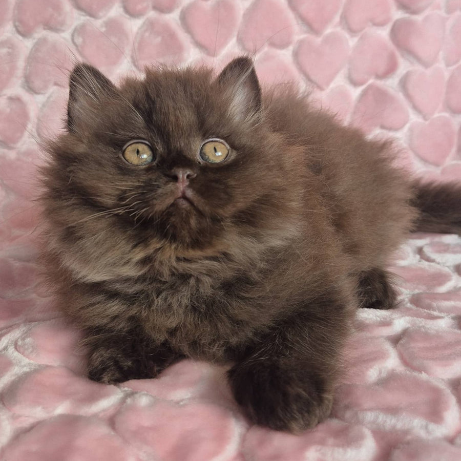 David British Longhair male, chocolate