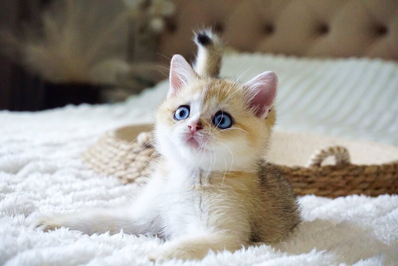 Gabi British Shorthair female, black golden shaded with white