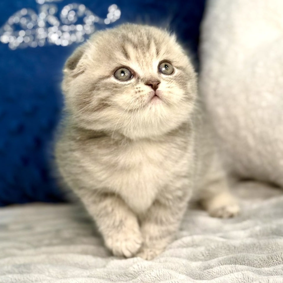 Junior Scottish Fold male, blue tabby pointed