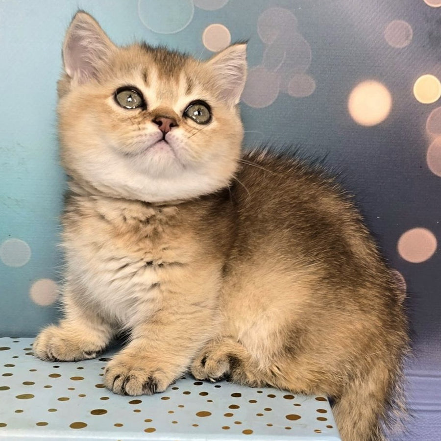 Crumble Munchkin male, black golden shaded