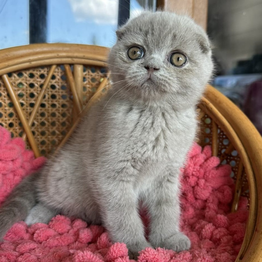 Nemo Scottish Fold male, lilac