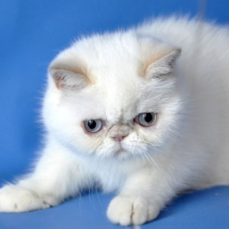 Jemma Exotic female, cream pointed