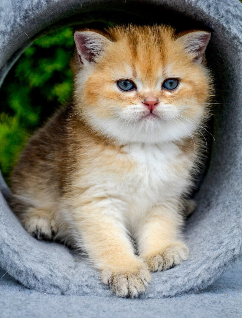 Don Scottish Straight male black golden ticked tabby - live animals
