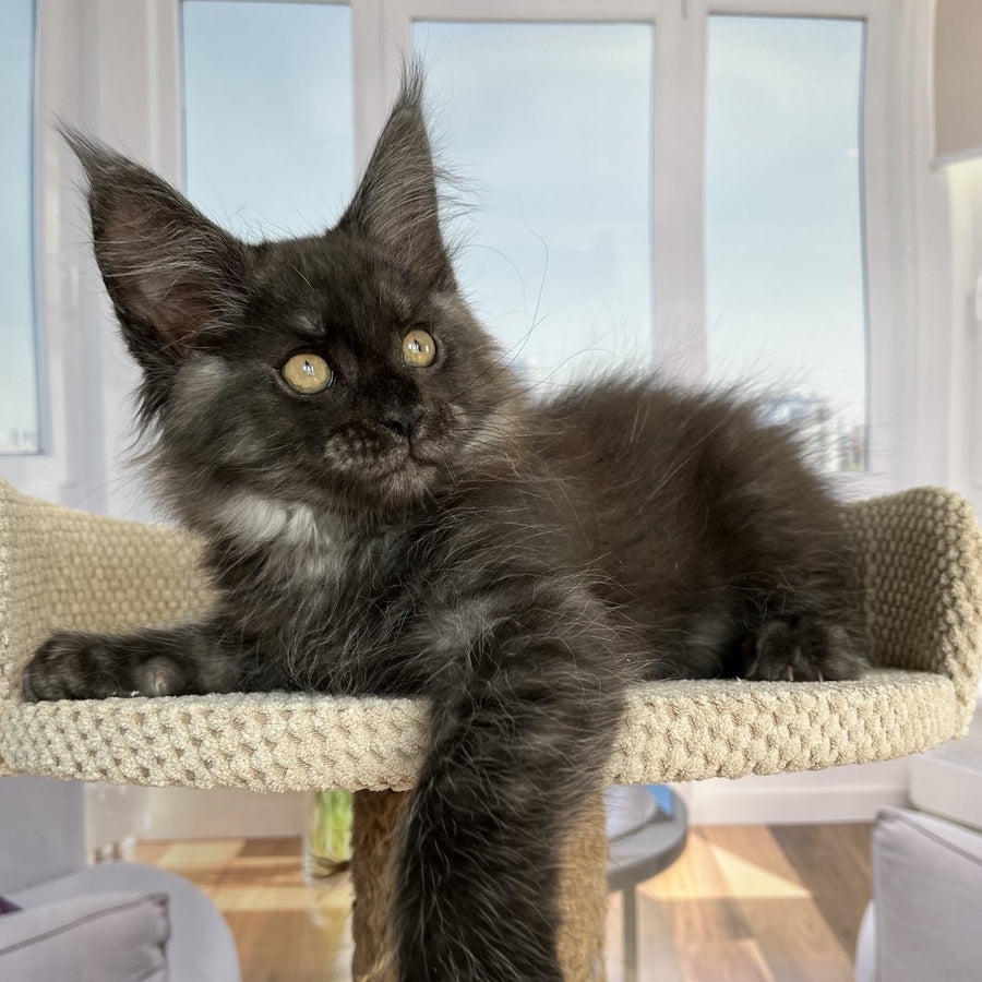 Ralph Maine Coon male, black silver