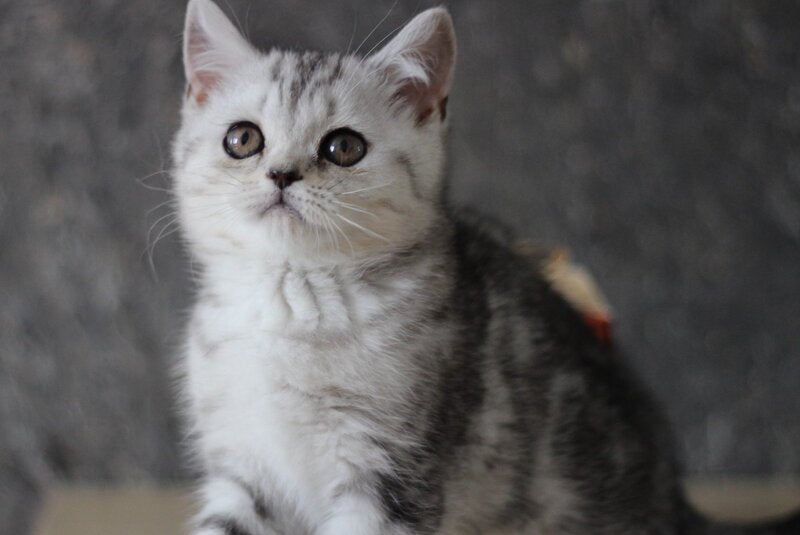 Dalila Scottish Straight female, black silver tabby