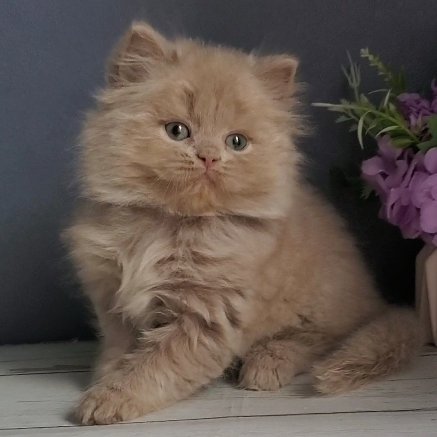 Finyk British Longhair male, fawn