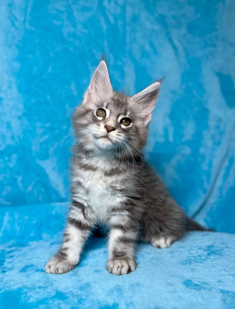 Melissa Maine Coon female, blue silver tabby