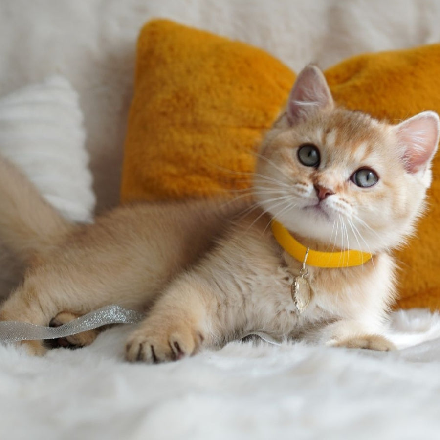 Vincent British Shorthair male, chocolate golden shaded