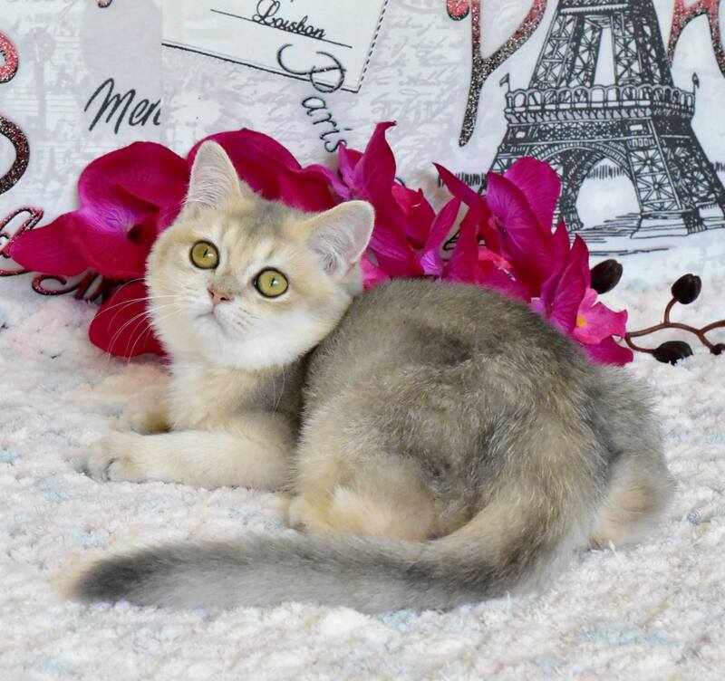 Sultan British Shorthair male, blue golden shaded