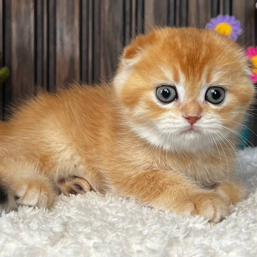 Nala Scottish Fold female, black golden chinchilla