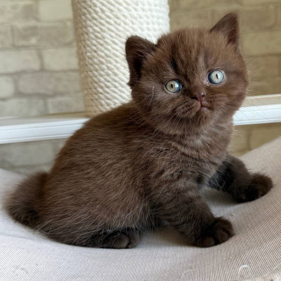 Bruno British Shorthair male, chocolate