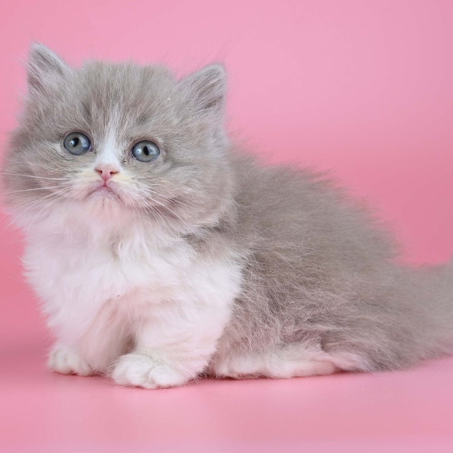 Iriska Munchkin female, lilac tortie bicolour