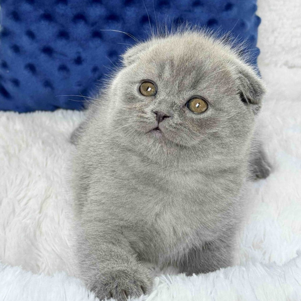 Woody Scottish Fold male, blue