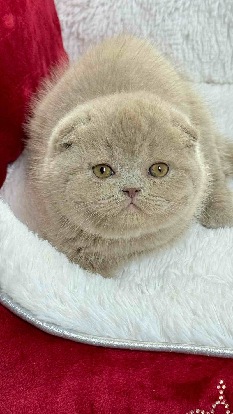Boris Scottish Fold male, lilac