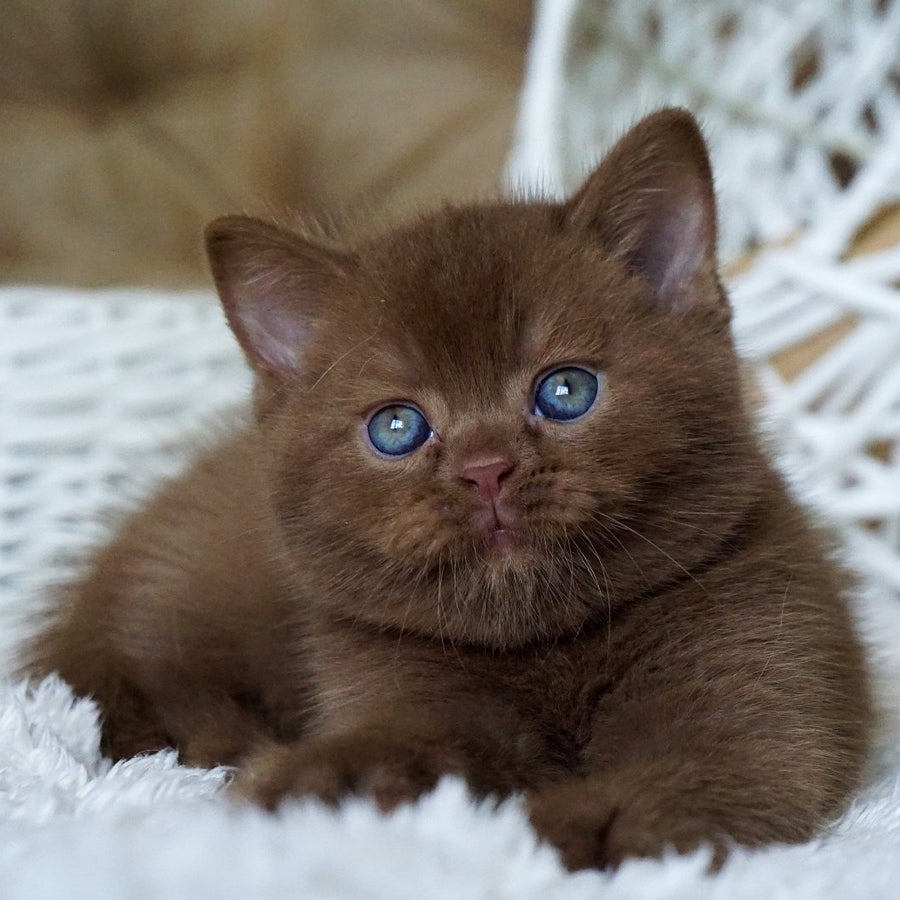 Miki British Shorthair male, cinnamon