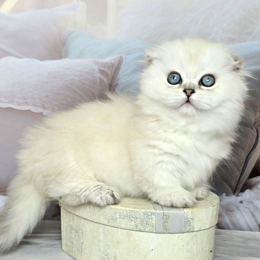 Sapphire Munchkin female, black silver shaded pointed