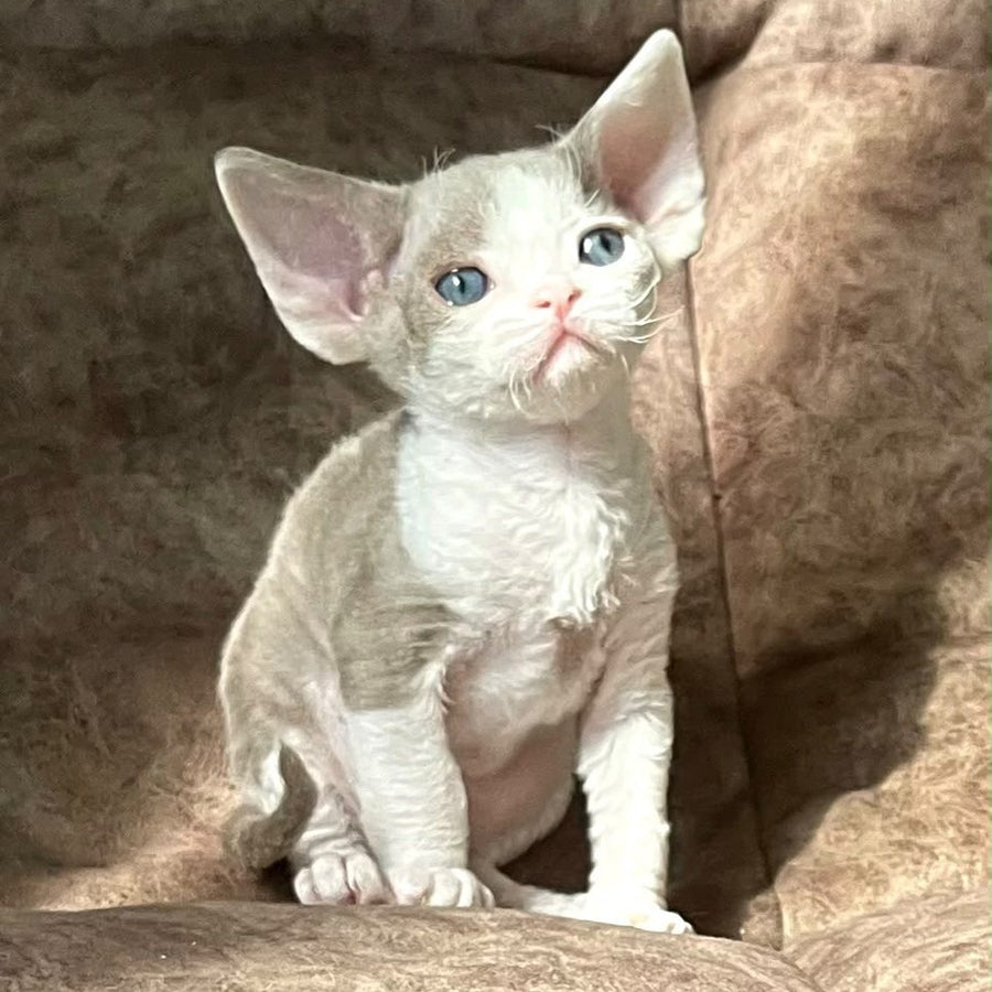 Vania Devon Rex male, fawn bicolour