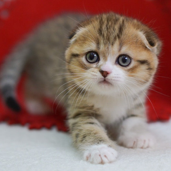 Dior Scottish Fold male, black spotted tabby bicolour