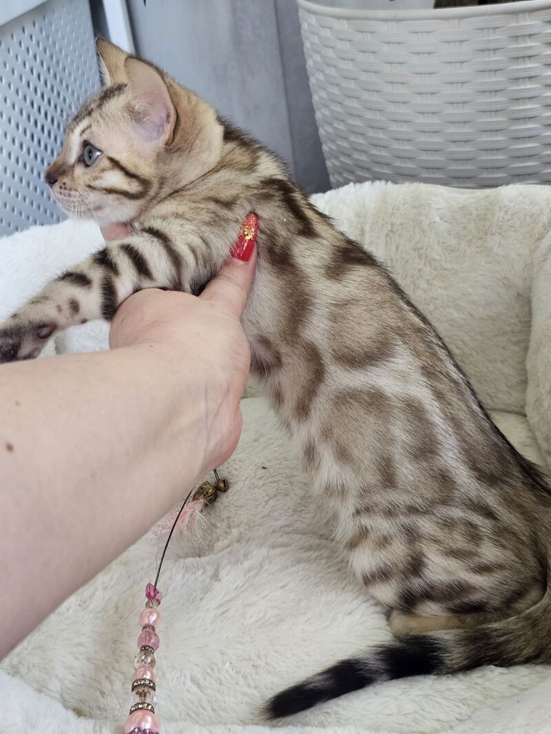 Quincy Bengal male black spotted tabby pointed - live animals