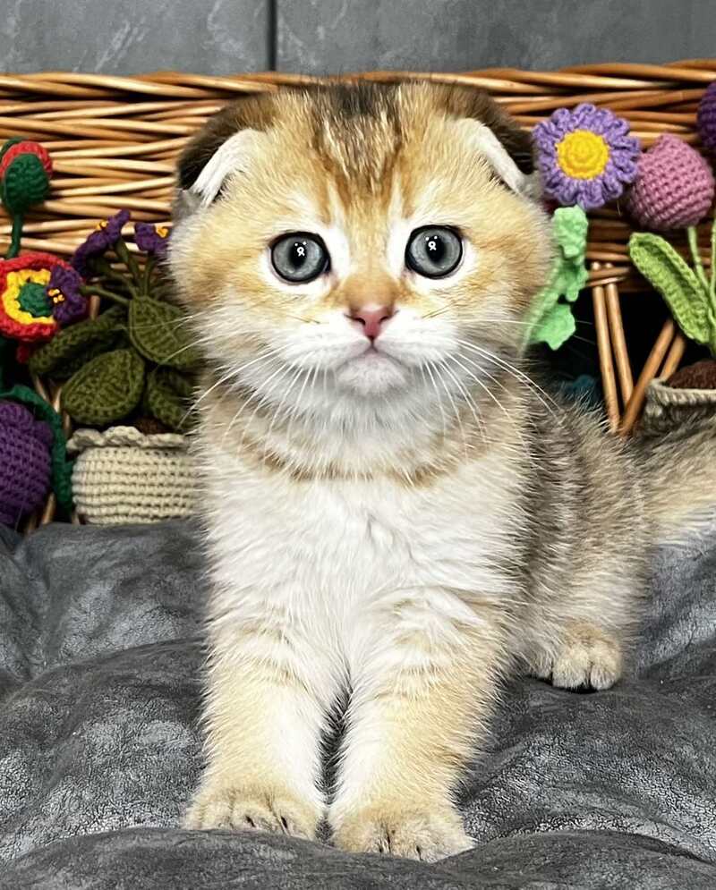 Konan Scottish Fold male black golden ticked tabby - live animals