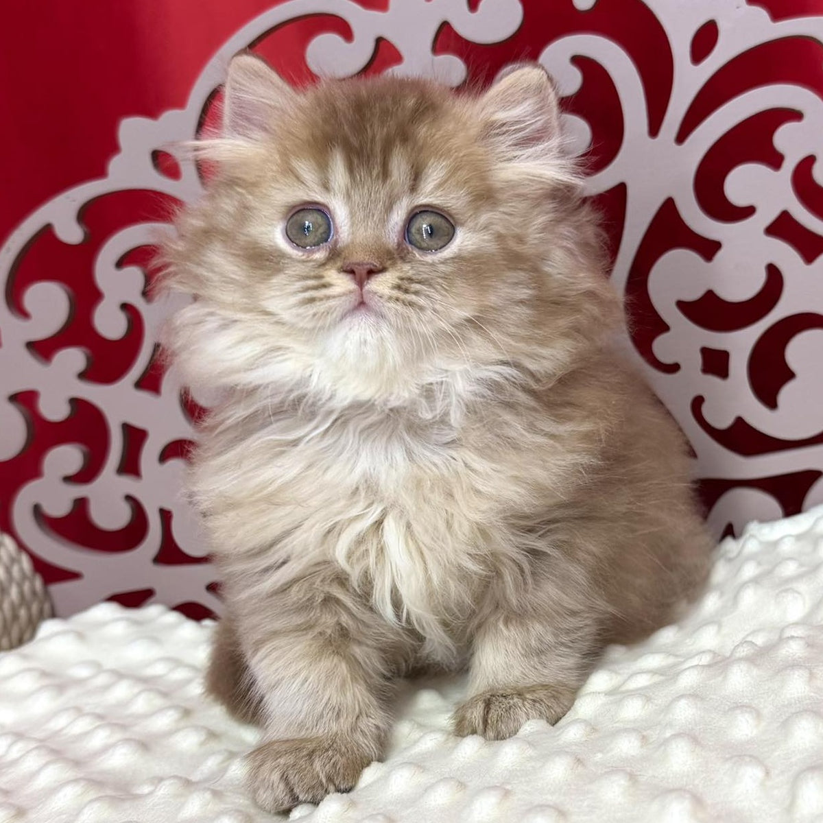 Ervin British Longhair male, cinnamon ticked tabby