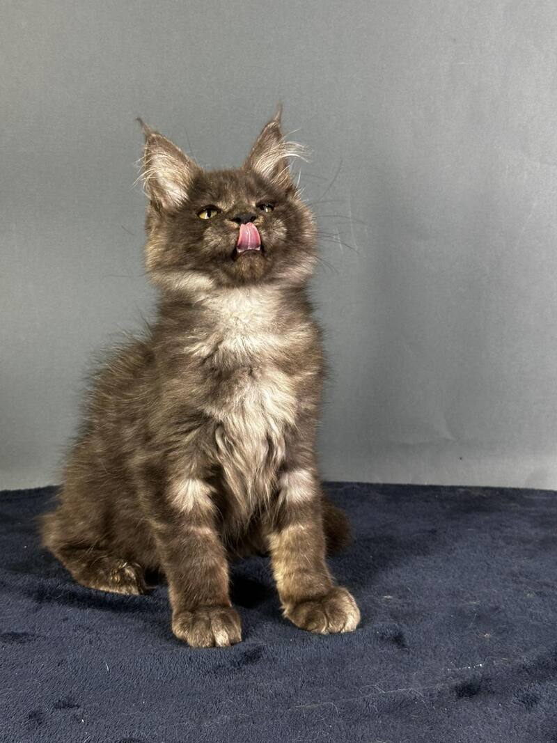 Gordon Maine Coon male black silver - live animals